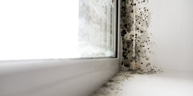 mould by window